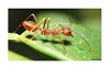 ¿Todas las hormigas pesan lo mismo que todos los seres humanos?